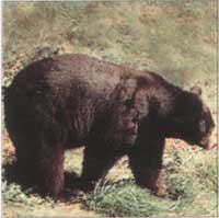 104 Bear