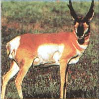 114 Antelope