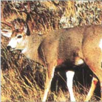 109 Sneak Mule Deer