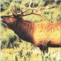 110 Elk