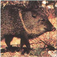 115 Javelina