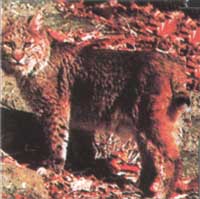 116 Bobcat