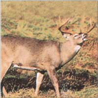 203 Rutting Deer