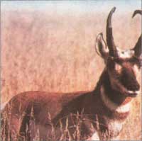Martin - Antelope (Mat-2)*