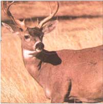 Martin - Field Buck Deer (Mat-2)*