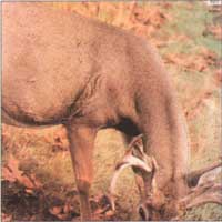 Martin - White Tail Deer (Mat-2)*
