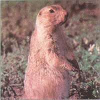 Martin - Prairie Dog (Mat-4)*