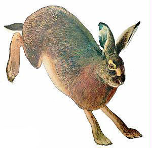 Bjorn - Hare (#4)