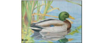 JVD - Duck