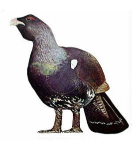 Bjorn - Wood Grouse (#7)